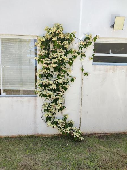 Pousada Recanto Das Margaridas Boicucanga Esterno foto